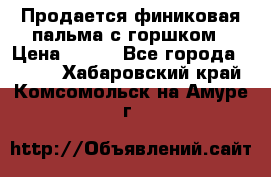 Продается финиковая пальма с горшком › Цена ­ 600 - Все города  »    . Хабаровский край,Комсомольск-на-Амуре г.